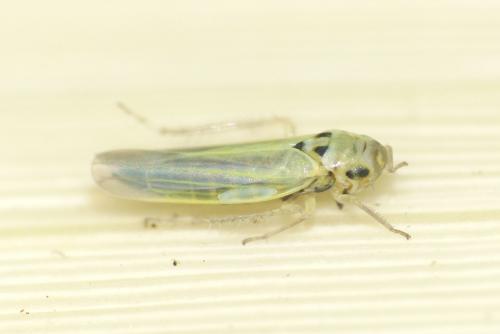 Réf. 263 454 : Zyginidia sp.